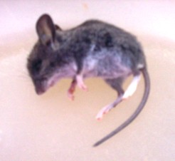 Dead Mouse